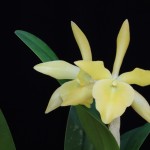Ryn. Daffodil