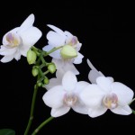 Phal. Unknown 1